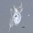 Image of Rubroscirus