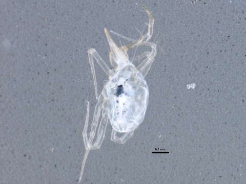 Image of Rubroscirus