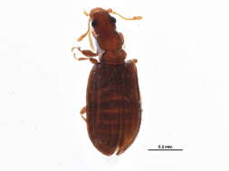 Image of Plaster Beetle