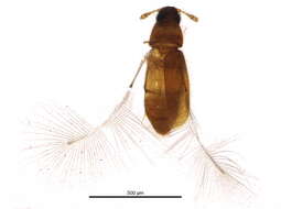 Image of Nanosella