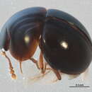 Image of Agathidium fawcettae Miller, K. B. & Q. D. Wheeler 2005