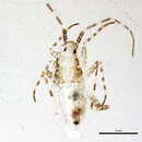 Phytocoris purvus Knight 1927 resmi