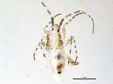 Image of Phytocoris purvus Knight 1927