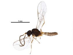 Image of Parasitoid wasp