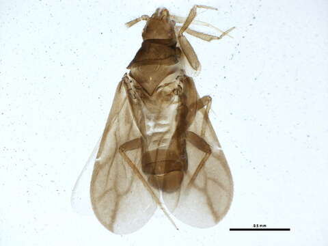 صورة Ceratocombidae