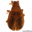 Image of Piazorhinus pictus