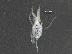 Image of Rubroscirus