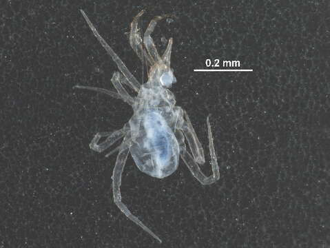 Image of Rubroscirus