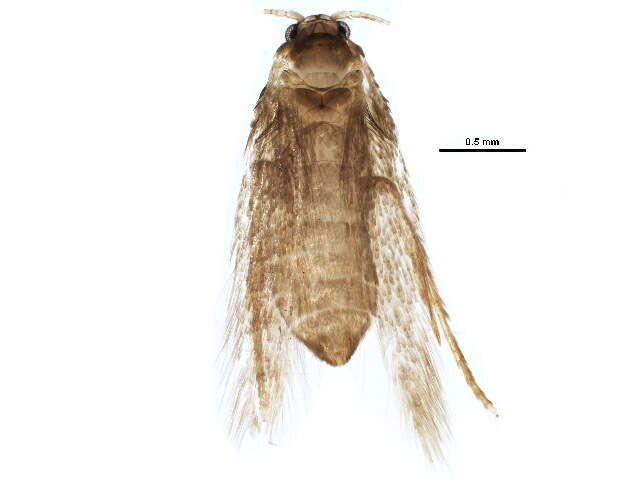 Image of Stigmella lapponica (Wocke 1862) Fletcher et al. 1945