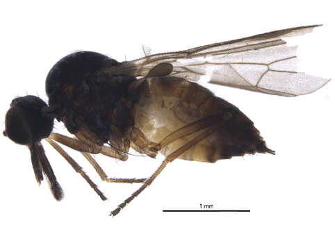 Image de Iteaphila