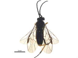 Image of <i>Pristiphora borea</i>