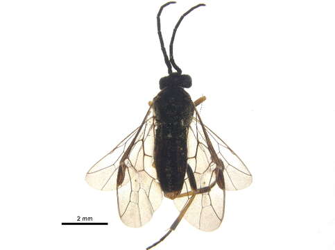 Image of <i>Pristiphora borea</i>