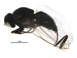 Image of Agromyza nigrociliata Hendel 1931