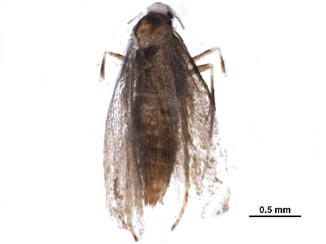 Phyllonorycter hilarella (Zetterstedt 1839)的圖片