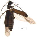 Image of Episernus trapezoideus (Fall 1905)