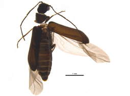 Image of Episernus trapezoideus (Fall 1905)