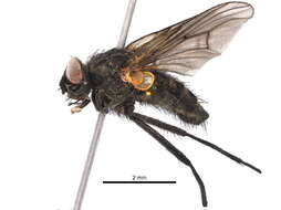 Image of Helina fulvisquama (Zetterstedt 1845)