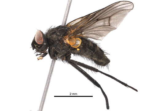 Image of Helina fulvisquama (Zetterstedt 1845)