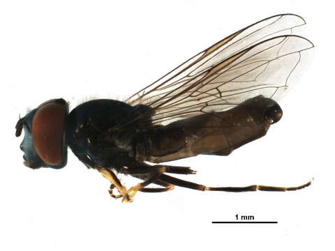 Image of Platycheirus varipes Curran 1923