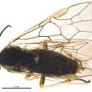 Image of Pachynematus albipennis