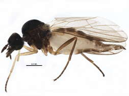 Image of Anthepiscopus