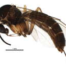 Image of Sciophila altaica Zaitzev 1994