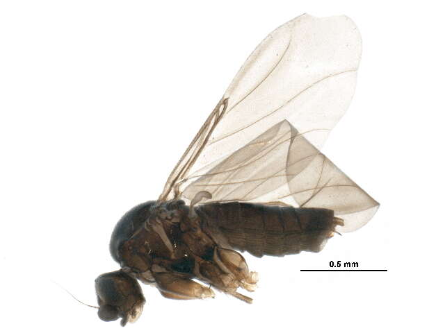 Image of Gymnophora