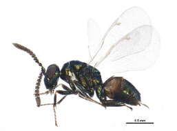 Image of Pseudotorymus