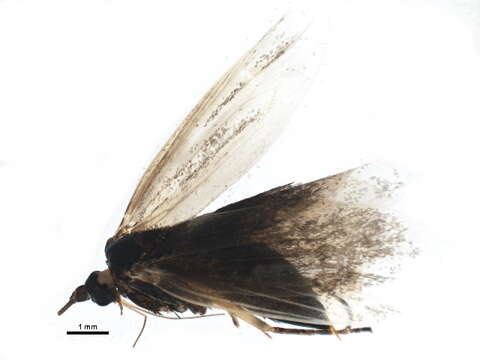 Imagem de <i>Nemophora bellela</i>