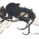 Image of Delia prostriata (Huckett 1965)