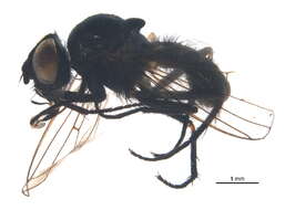 Image of Delia prostriata (Huckett 1965)