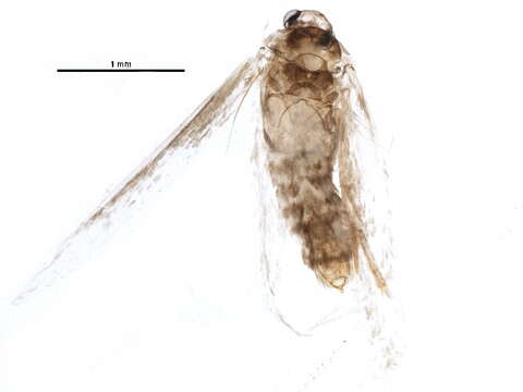 Image of Fomoria weaveri (Stainton 1855) Beirne 1945