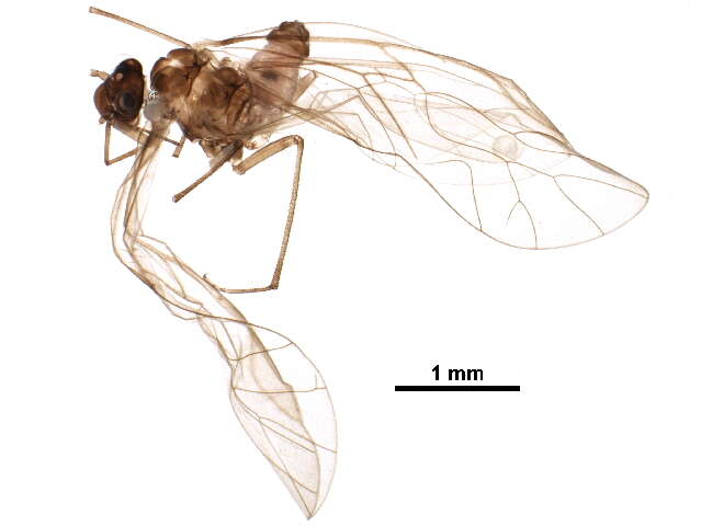 Stenopsocidae resmi