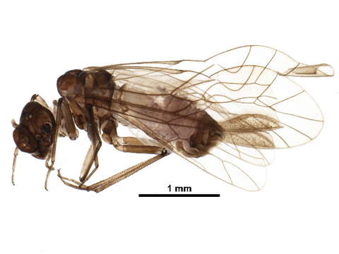 Stenopsocidae resmi