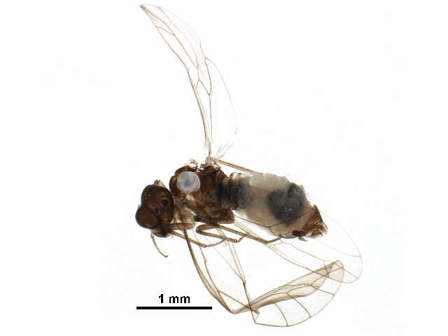 Stenopsocidae resmi