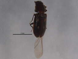 Image of Glischrochilus vittatus (Say 1835)