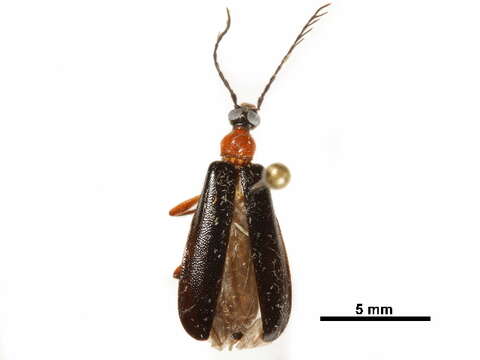 Image of Dendroides canadensis Leconte