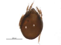 Image of Zetomimidae