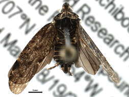 Image of achilid planthoppers