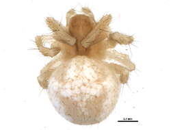 Image of Araneus guttulatus (Walckenaer 1841)