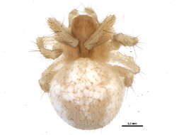 Imagem de Araneus guttulatus (Walckenaer 1841)