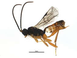 Image of Sphecophaga