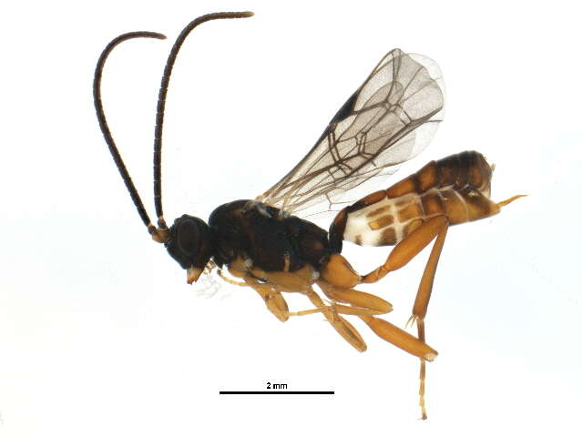 Image of Sphecophaga