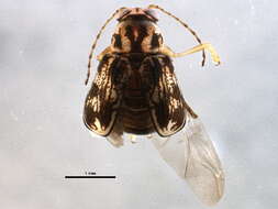 Image of Biota