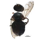 Image of Microdon albicomatus Novak 1977