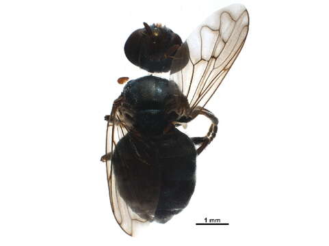 Image of Microdon albicomatus Novak 1977