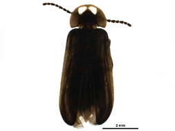 Image of Phausis rhombica Fender ex Hatch 1962