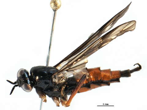 Image of xylophagid flies