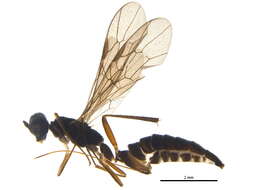 Image of Poemeniinae