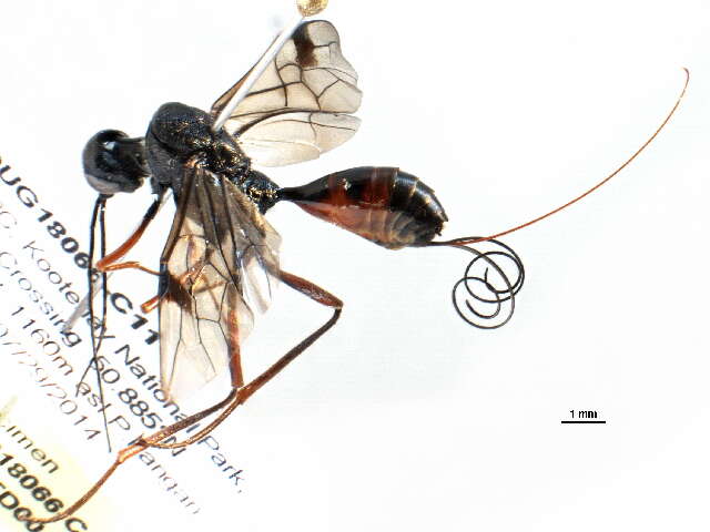 Image of aulacid wasps